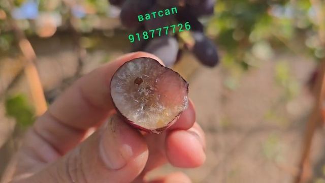 Ангурхои аз хама болаззат хатман тамошо кунед ватсап918777726