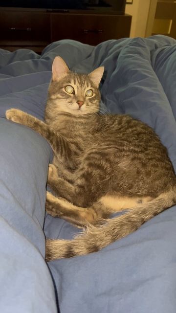 Милый котик 🐱