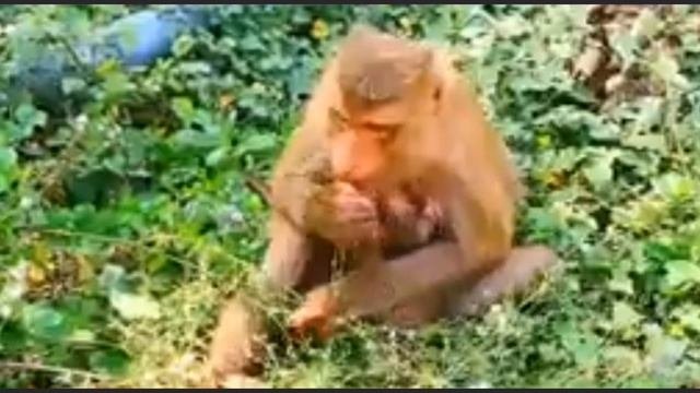 Когда у макаки недостаточно молока, её детёныш выглядит очень...    1000037407.mp4