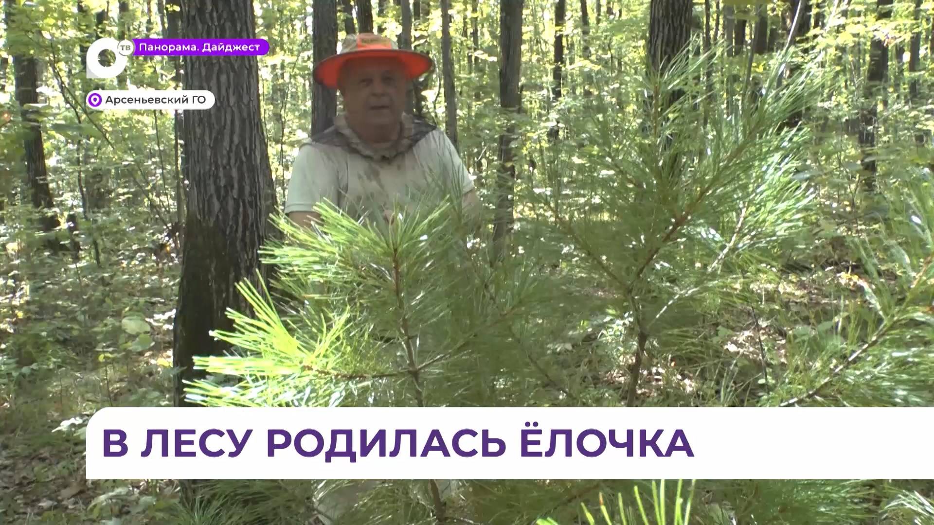 Арсеньевский пенсионер знает, как вырастить ель и приготовить семена кедра к проращиванию