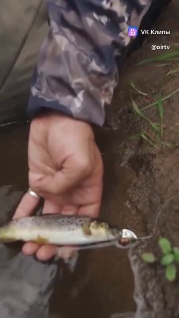 Дикий ручей #рыбалка