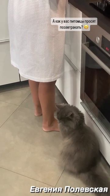 Как нужно просить завтрак 😁 #этопросто #евгенияполевская #смешныевидео #коты #приколы