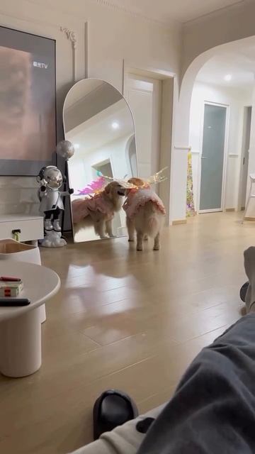 VID_20251009_081349_962.mp4