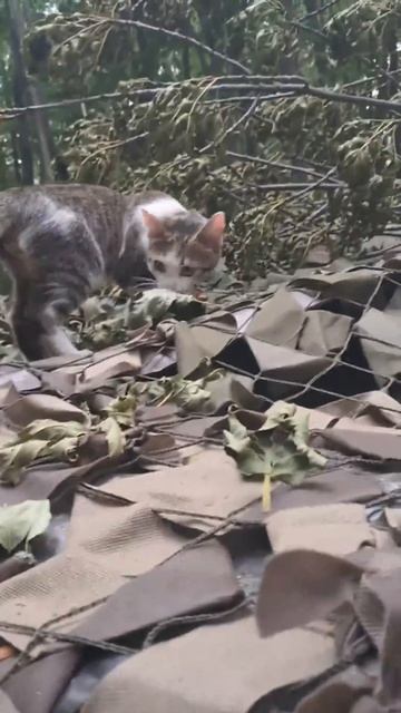 СВО ПОЛНОЕ ВИДЕО ЖМИ👈