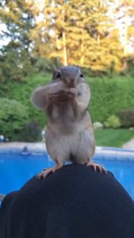 Смешные животные