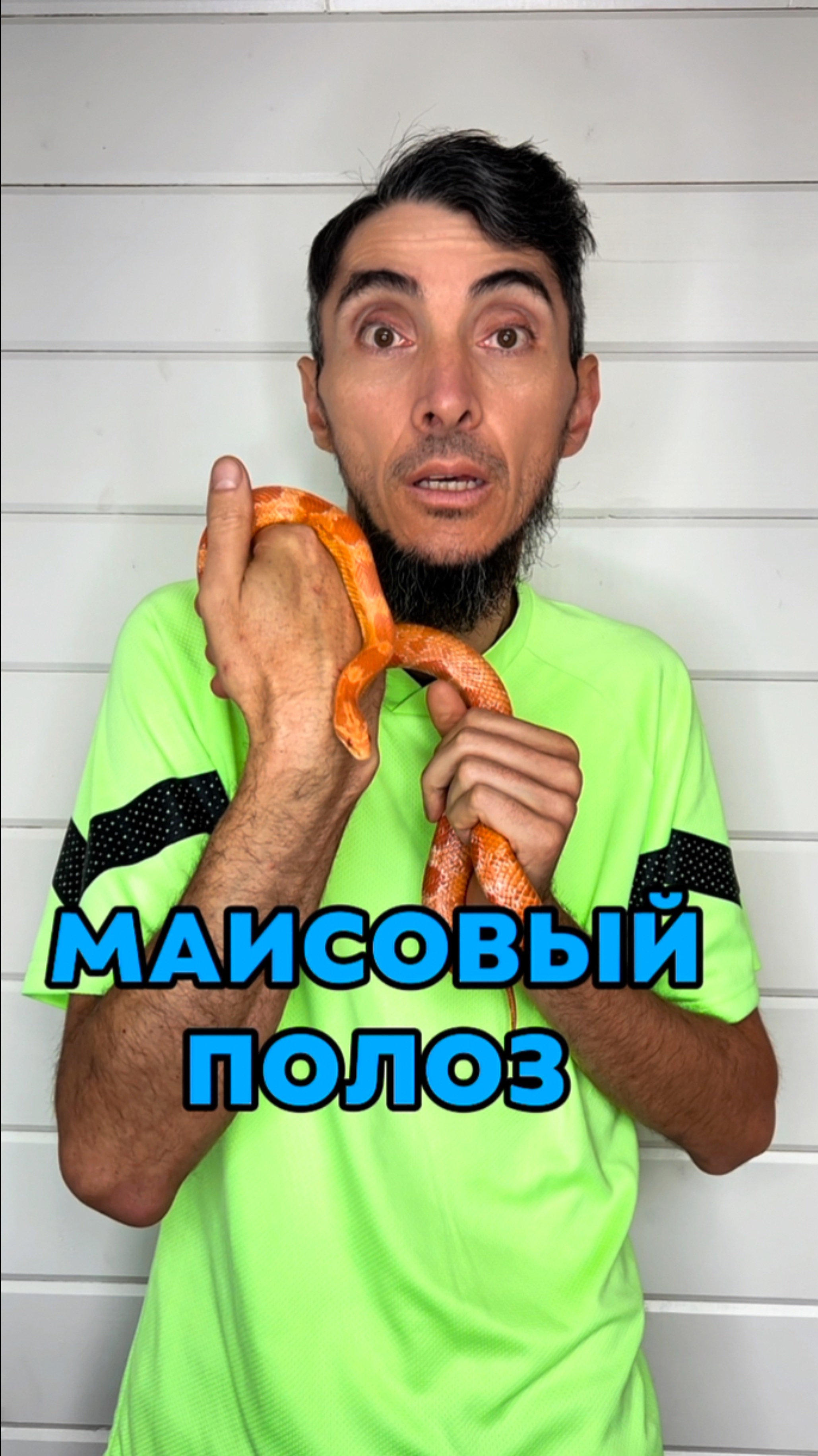 Маисовый полоз дома