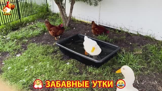 Забавные утки мускусные и пекинские на свободном выгуле со своими друзьями ч.(249) ❣️🤗😂