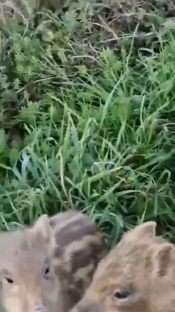🐗 Стадо кабанчиков пробежалось по дороге в районе Каменки