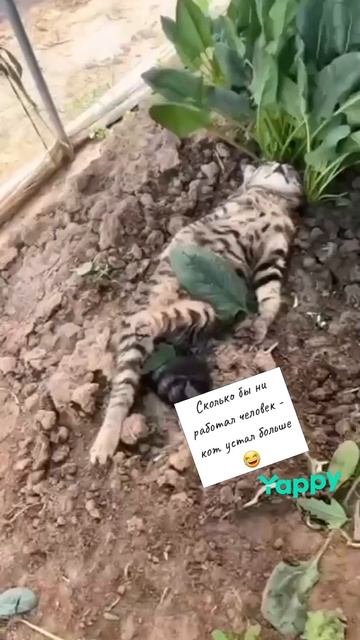 #котики #кошка #киса #домашниеживотные #кошки #пес #собакадругчеловека #собака #собаки #щенок #мимим