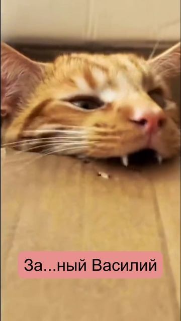 Кот дырокол или за....й Василий. #кот #комедия
