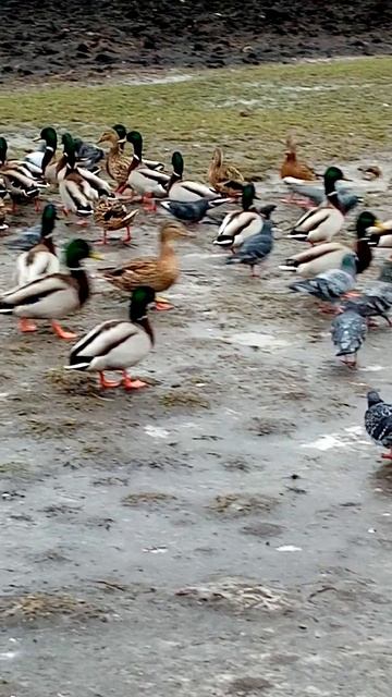 Москва. Кормление уток селезней голубей рядом с речкой и автобусной остановкой.