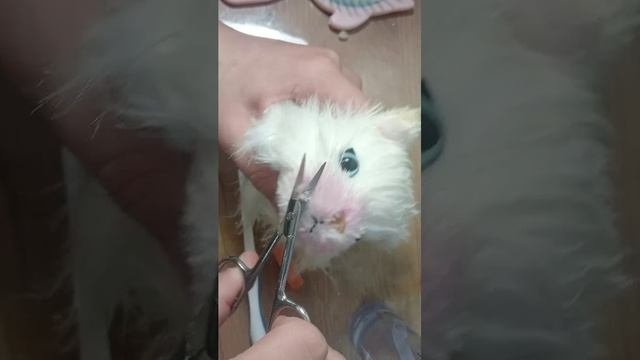 глухое асмр
