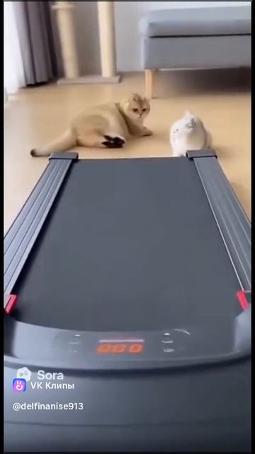 Котики и беговая дорожка