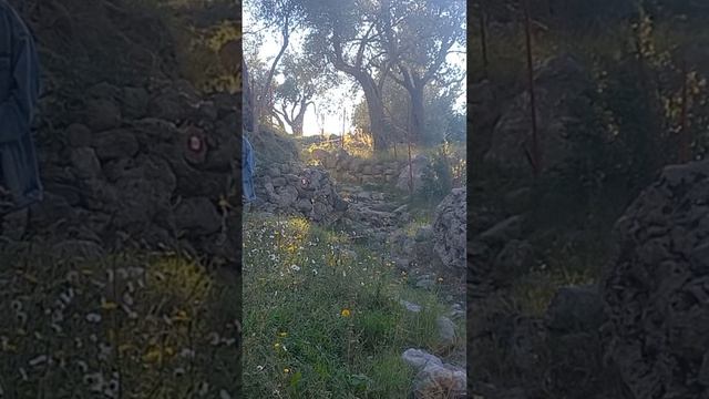 День оливкового Бара