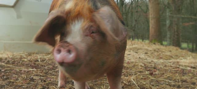 Телешоу "Ферма Кларксона", 3.04 (AlexFilm)