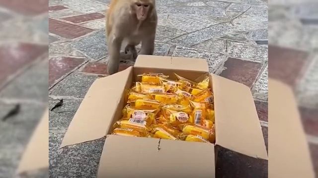 Спустился с гор за солью_ Процесс обратный постулатам Дарвина.