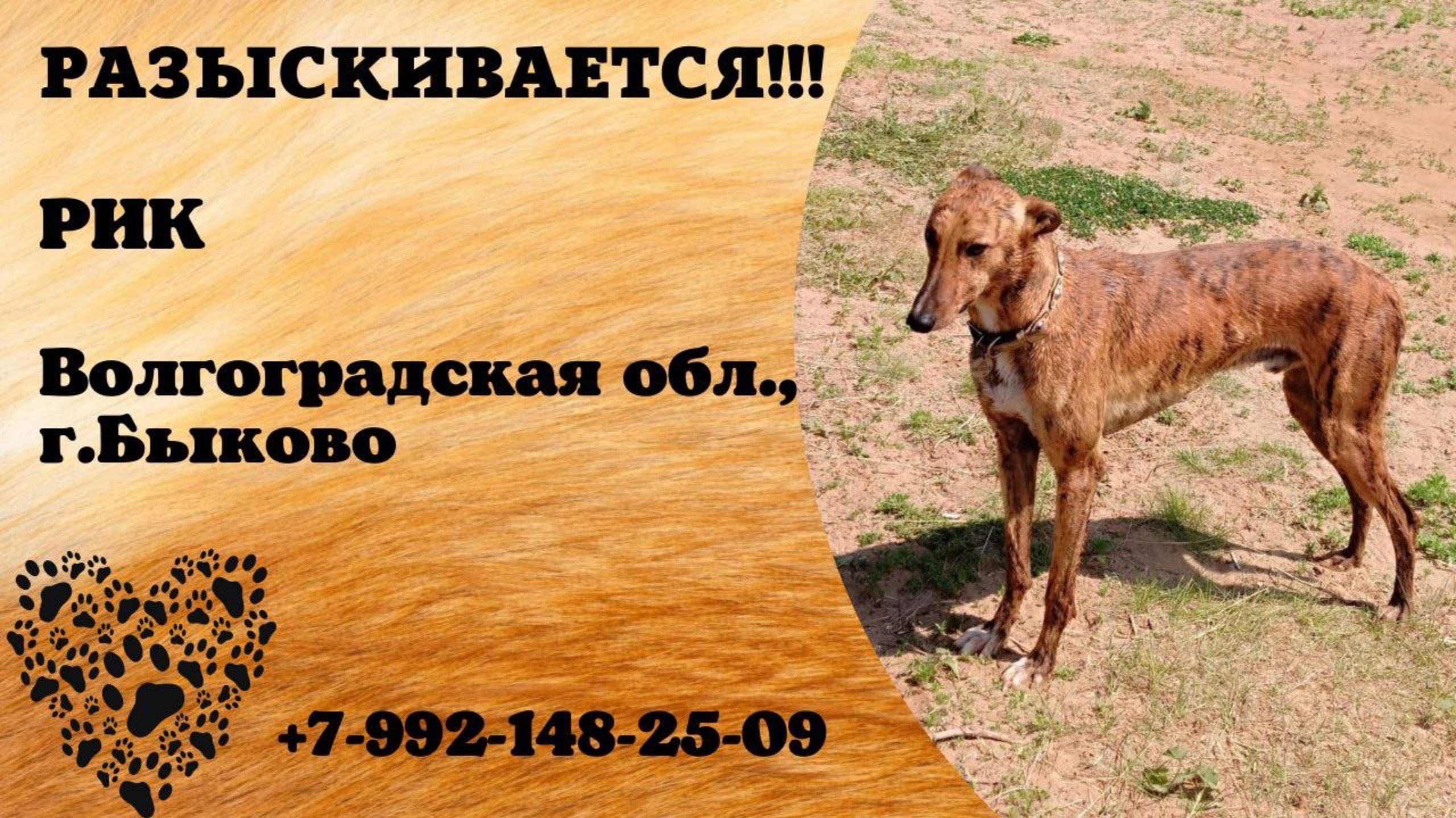 Пропала собака! РИК. Волгоградская обл., г.Быково.