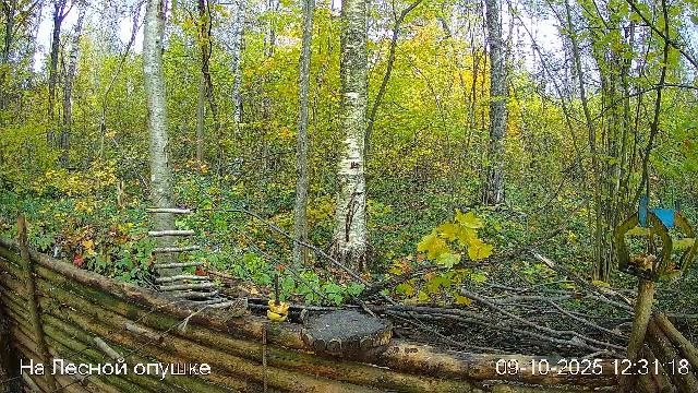 🍂ОКТЯБРЬ в ЛЕСУ онлайн #Relaxing #природа #звуки леса #птицы #погода🍁