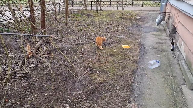 Рыжие коты)