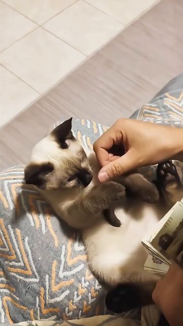 Кот это не только жидкость...