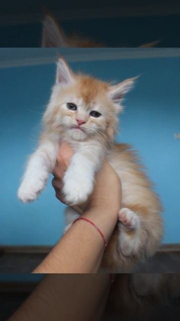 Девочка #мейнкун Ханни 🥰