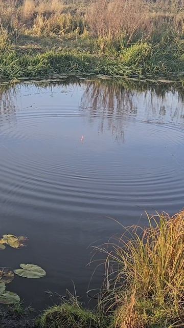 Природа притягивает