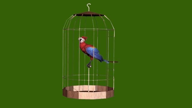 Попугай 04