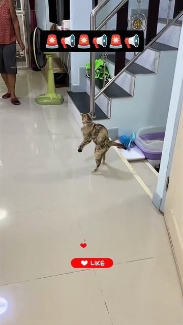 Котэ Против Хумансонов 🤯🤣😉