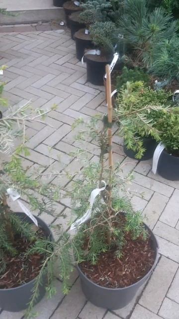 ❤🌲Тсуга канадская Пендула
✔Продажа растений в телеграм канале:
Https://t.me/love_is_hvoiny_dvorik
🚛🪴