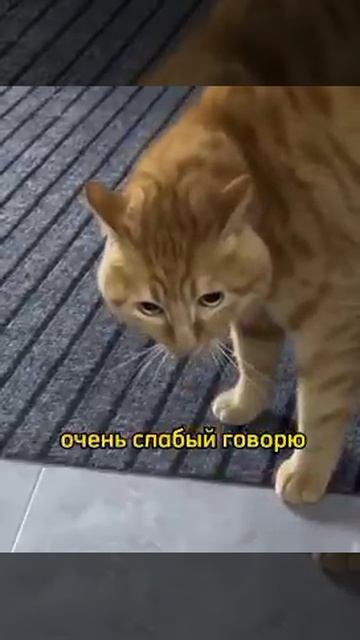 Говорящий кот