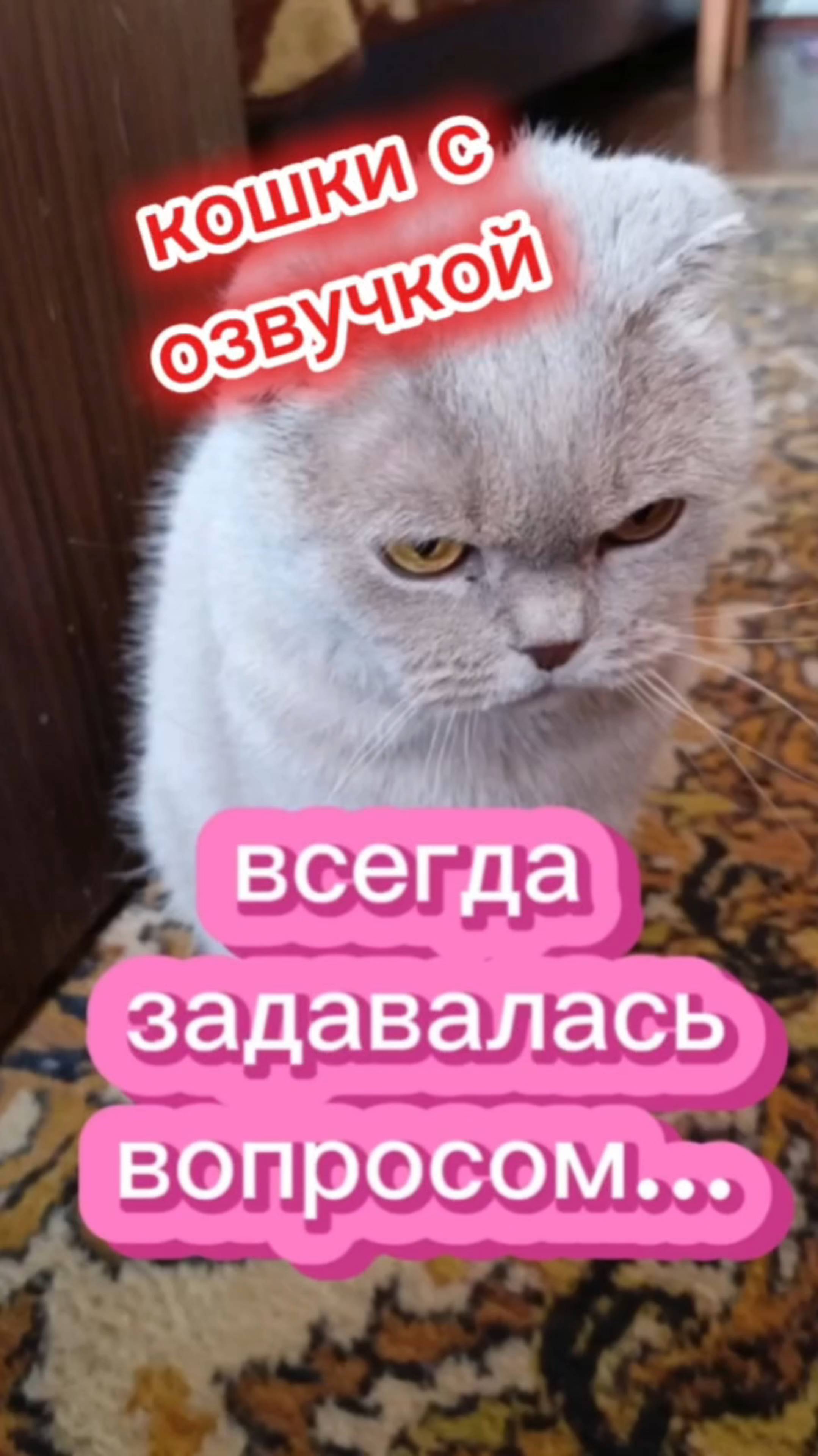 Кошки с озвучкой.