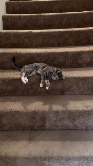 Коты это жидкость