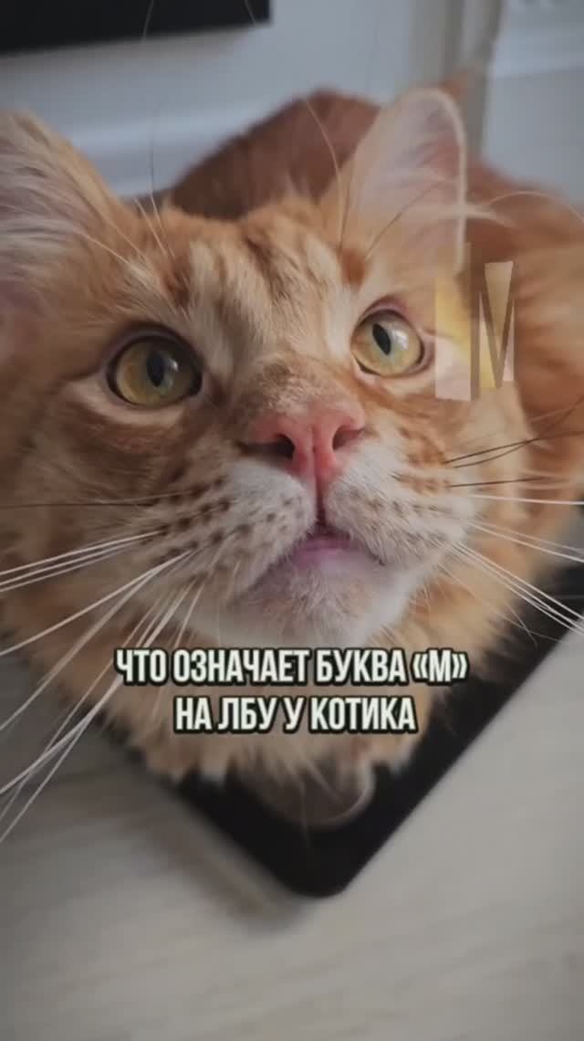 Что означает буква 