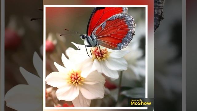 MoShow_20251009T185428.mp4