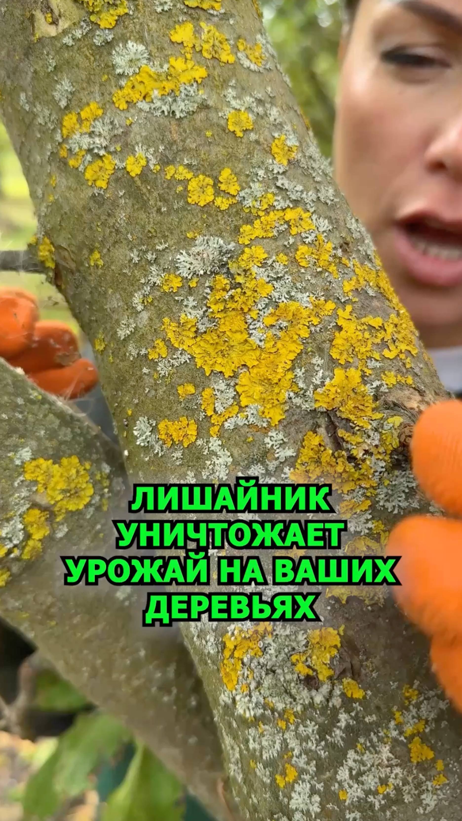 Как убрать лишаи на деревьях
