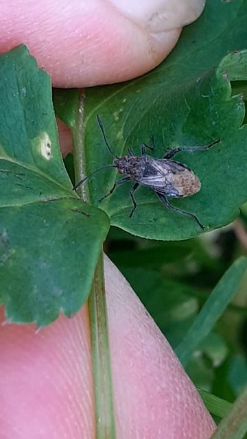 Клоп Булавник жилкоточечный (Stictopleurus punctatonervosus)