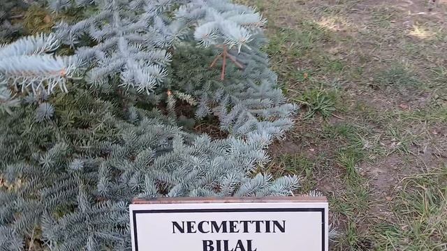 Аврора день 5