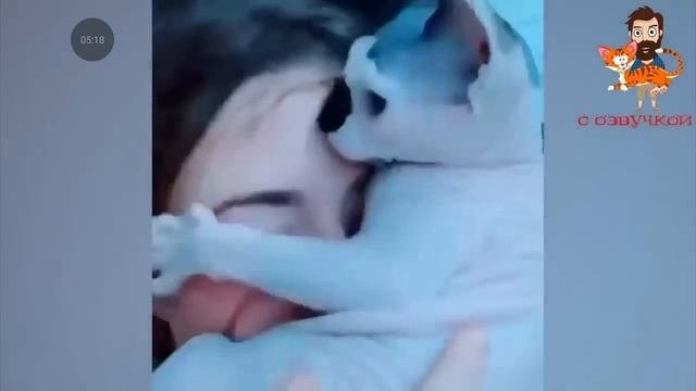 смешные видео про котов 2