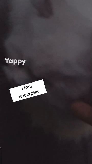 #котики #кошка #киса #домашниеживотные #кошки #пес #собакадругчеловека #собака #собаки #щенок #мимим