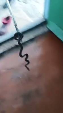 Змея пряталась в газовой печи ставропольчанки