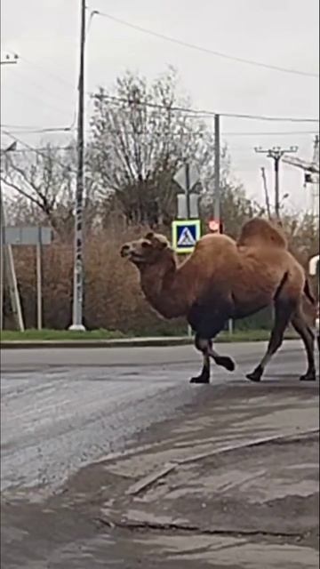 На улицах нашего города.