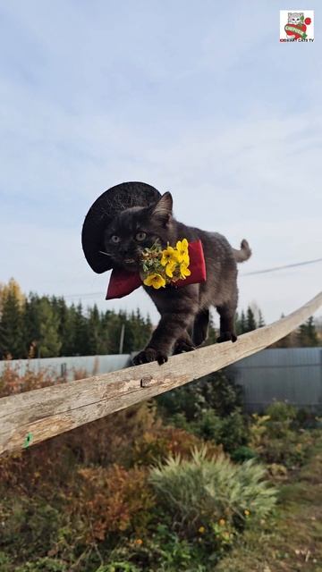Пискунчик сегодня самым первым делом поцеловал Елену Гольцову 👸🥰💐💖🐈⬛
