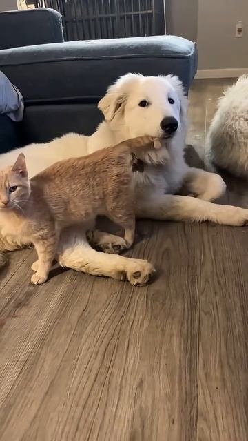 Котаны