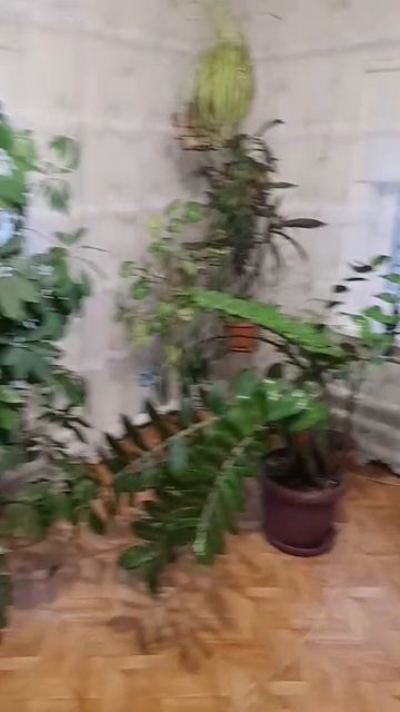 цветы