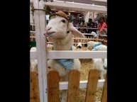 ферма!очаровательные овечки!