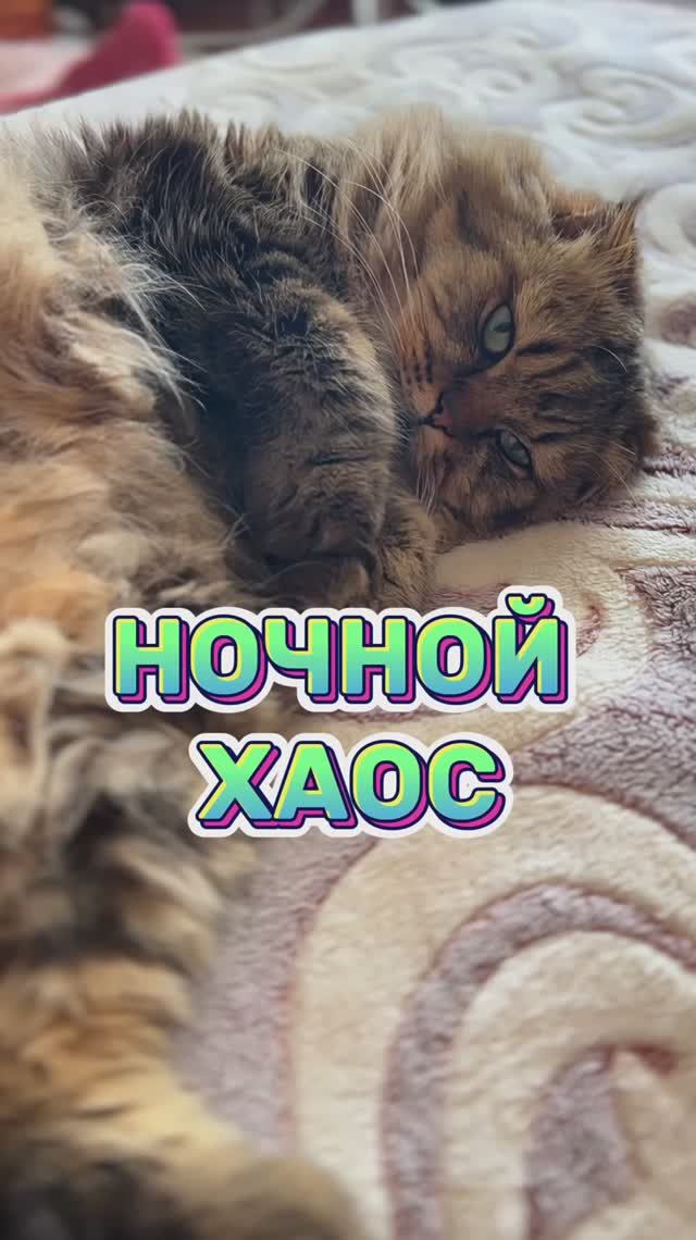 У вас так же?😹 #жиза #котики #юмор