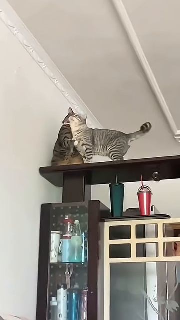 Смешные животные