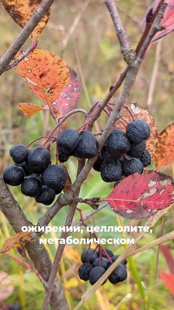 омолодит кровь и сосуды