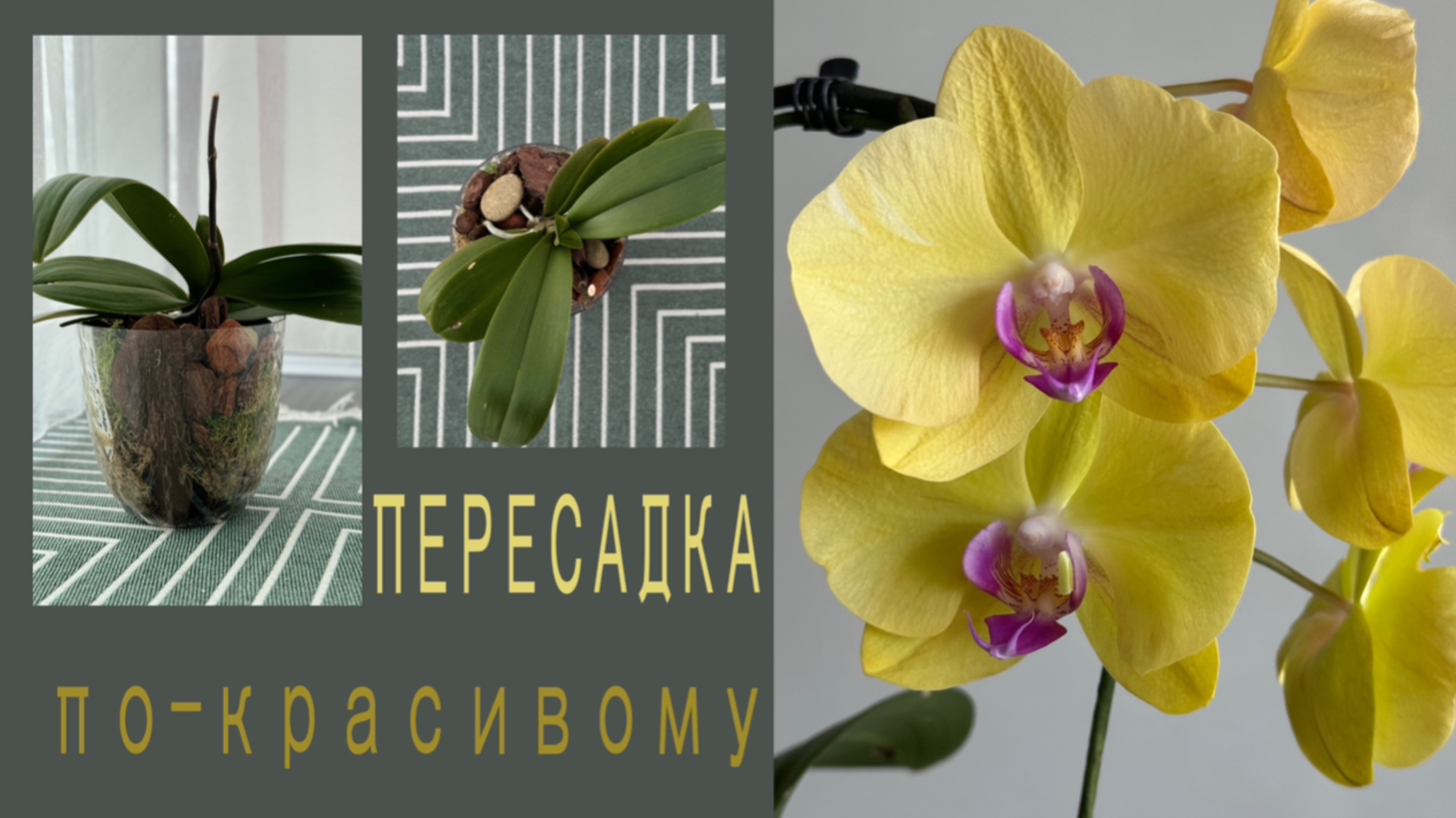В новые красивые кашпо! Зеленая слизь 🤪 на корнях, что делаю.