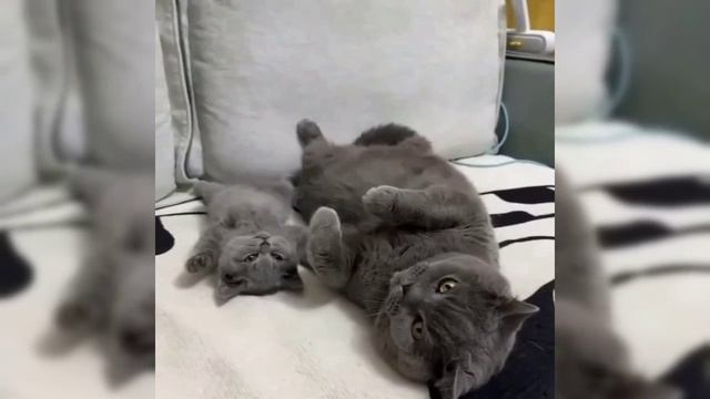 Спокойной ночи.